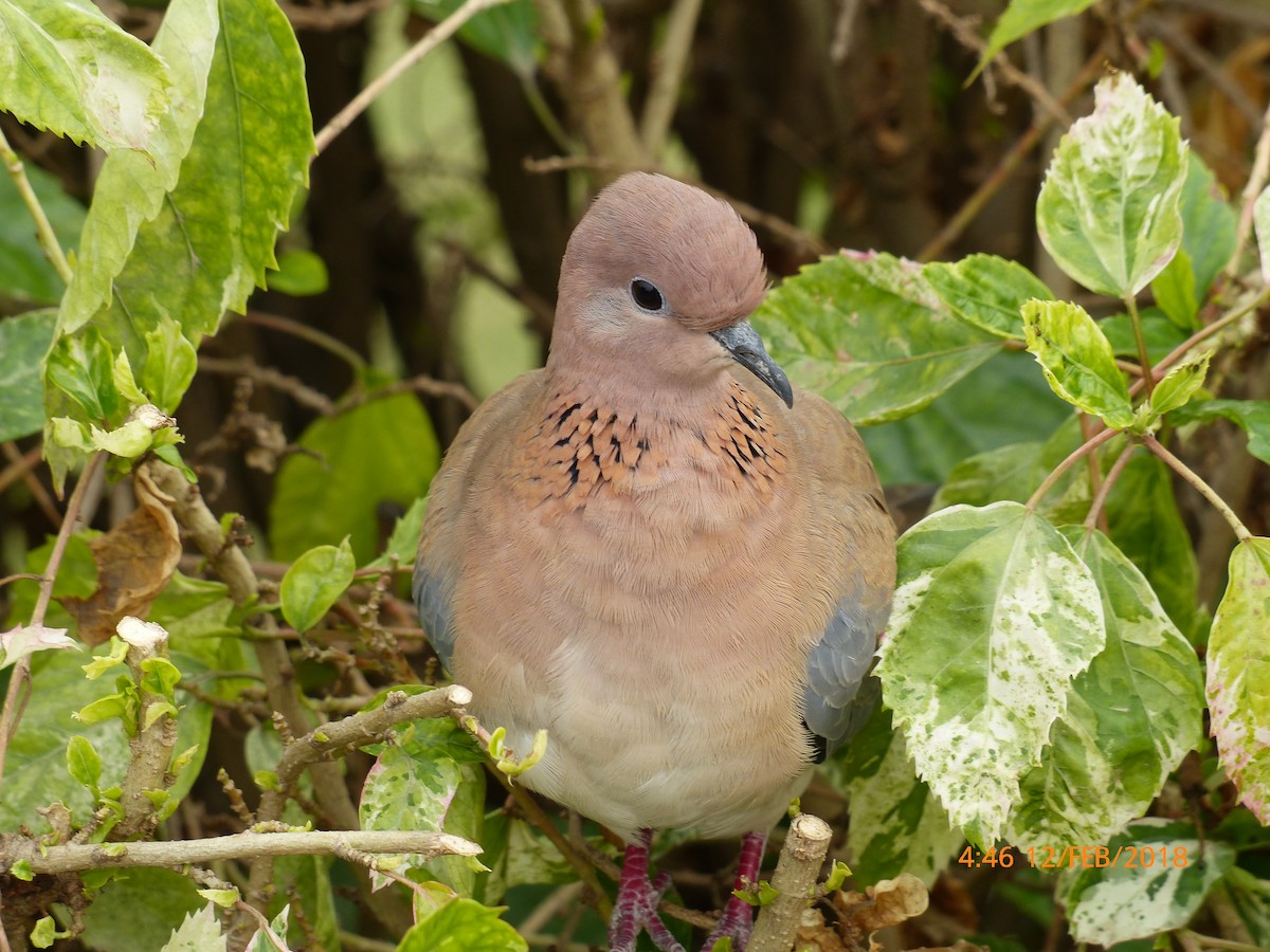 Laughing Dove - ML645853289