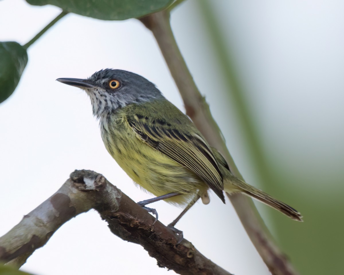 Spotted Tody-Flycatcher - ML645853290