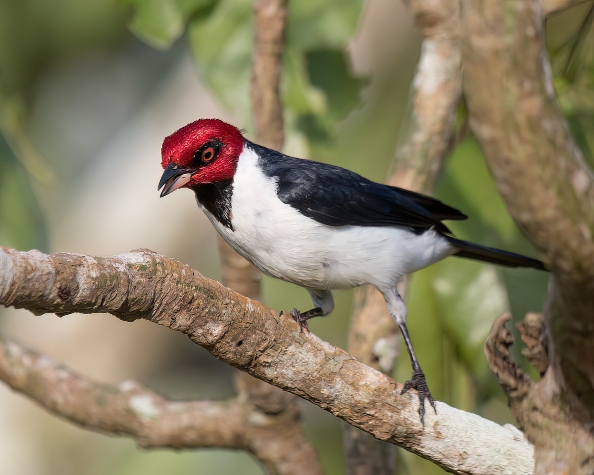 Red-capped Cardinal - ML645853291
