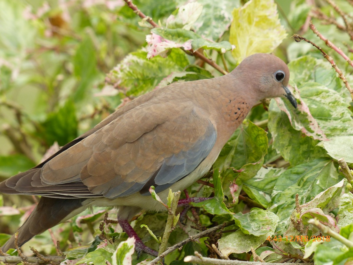 Laughing Dove - ML645853297