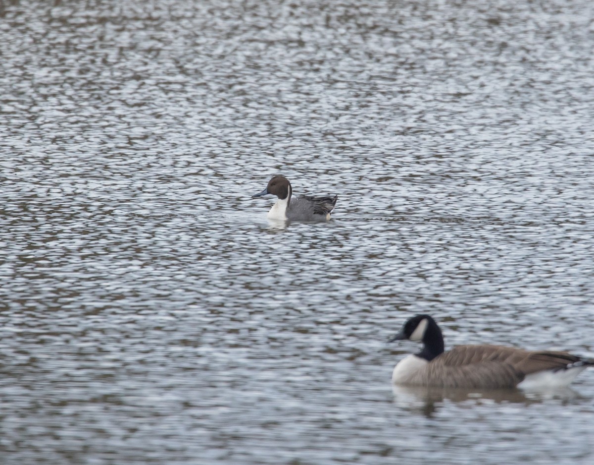 Northern Pintail - ML645853298