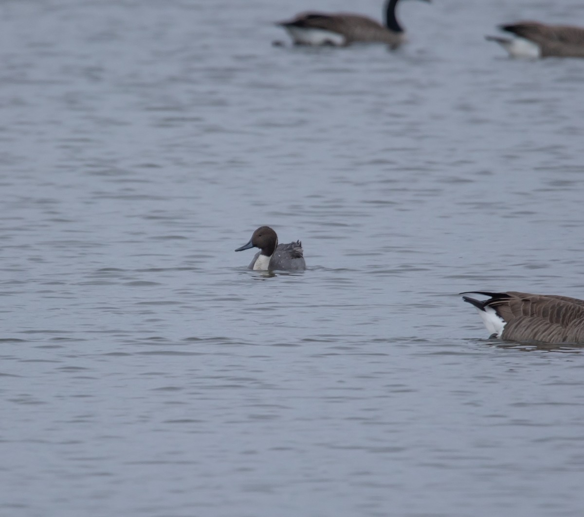 Northern Pintail - ML645853299