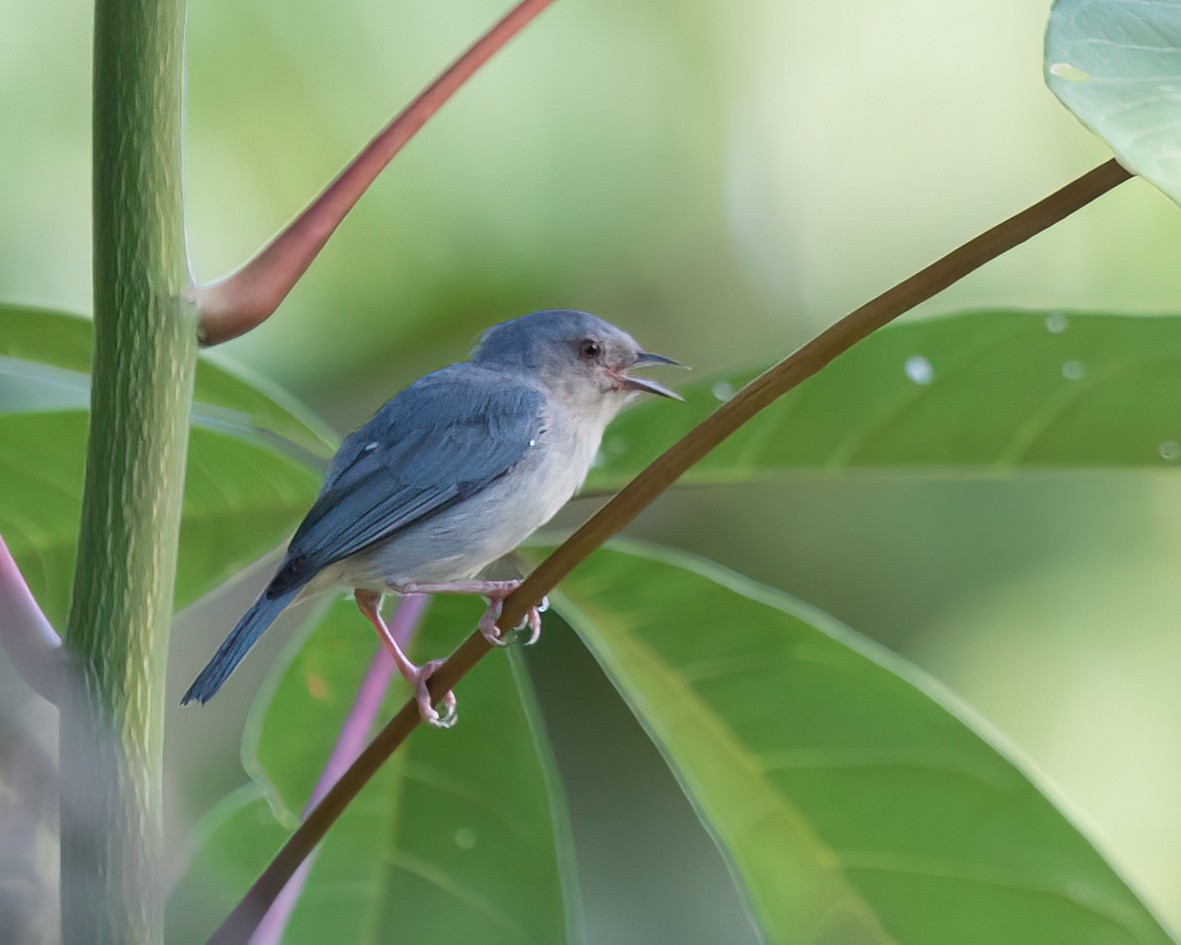 Bicolored Conebill - ML645853300