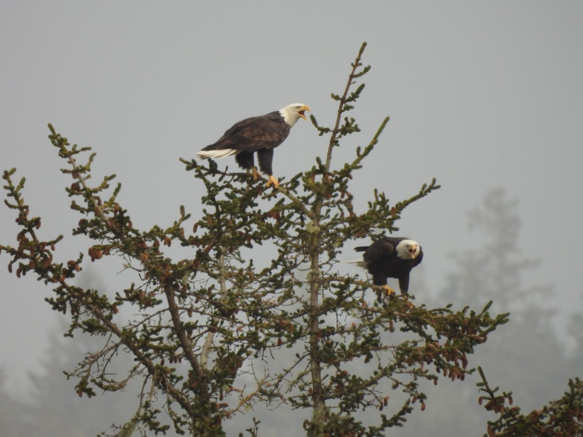 Bald Eagle - ML645853303