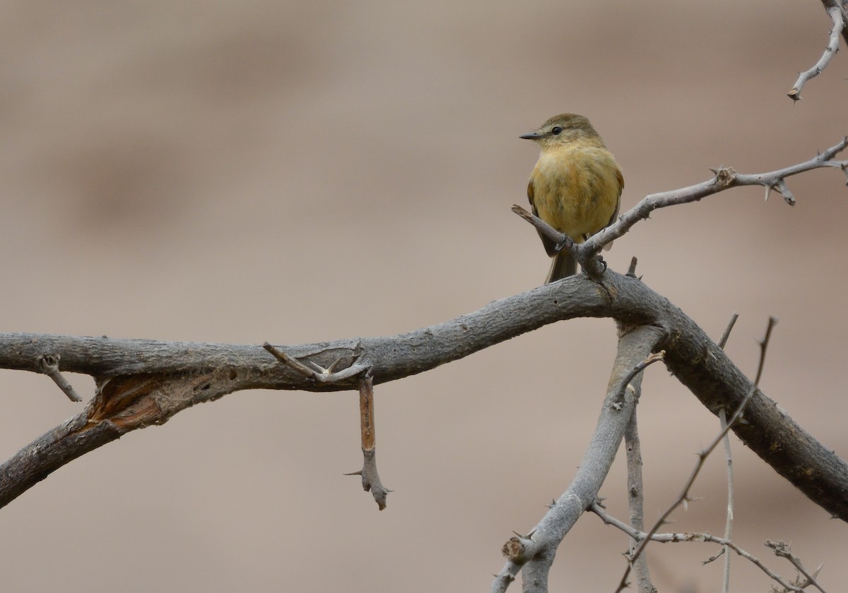 Rufescent Flycatcher - ML645853305