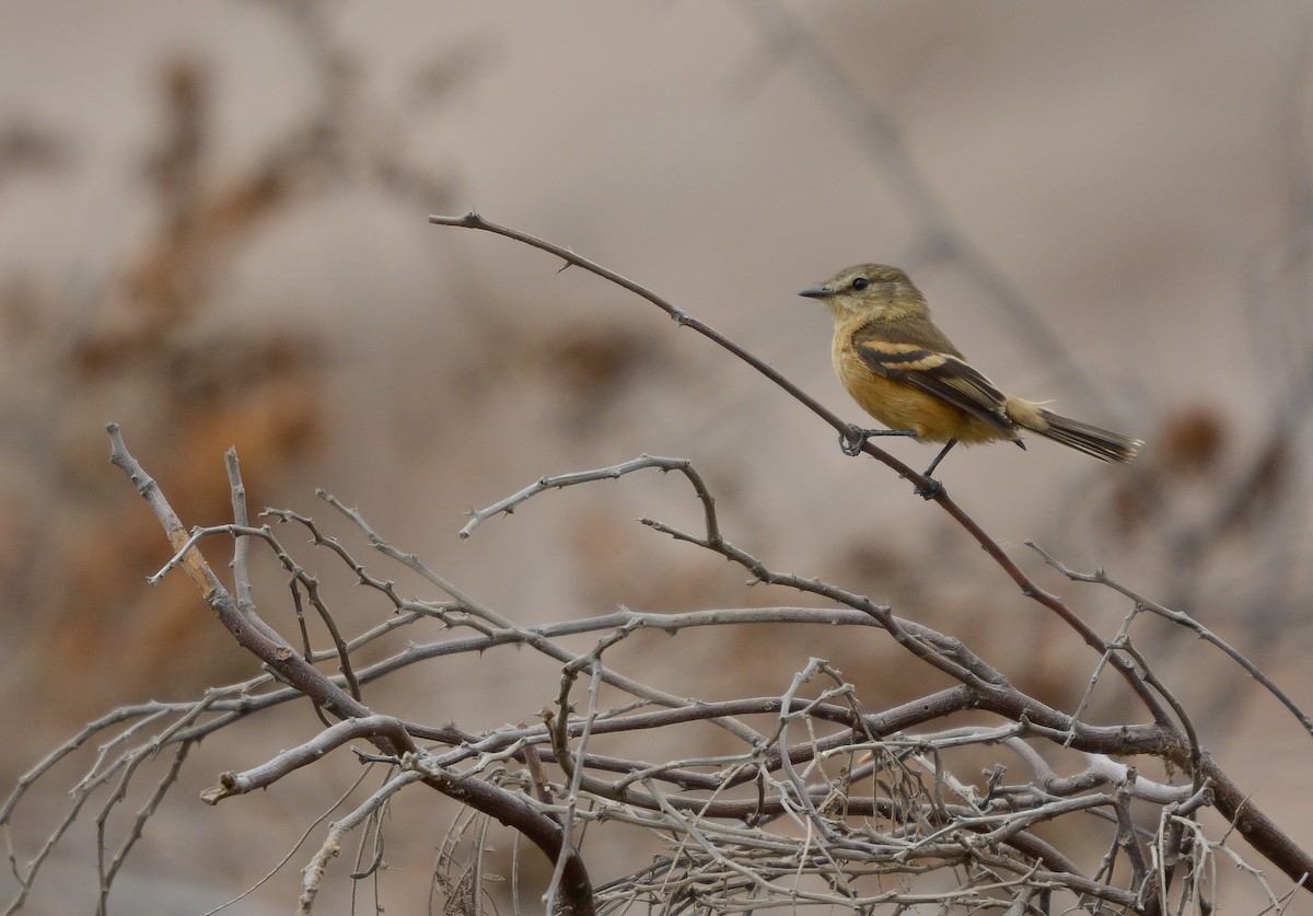 Rufescent Flycatcher - ML645853306