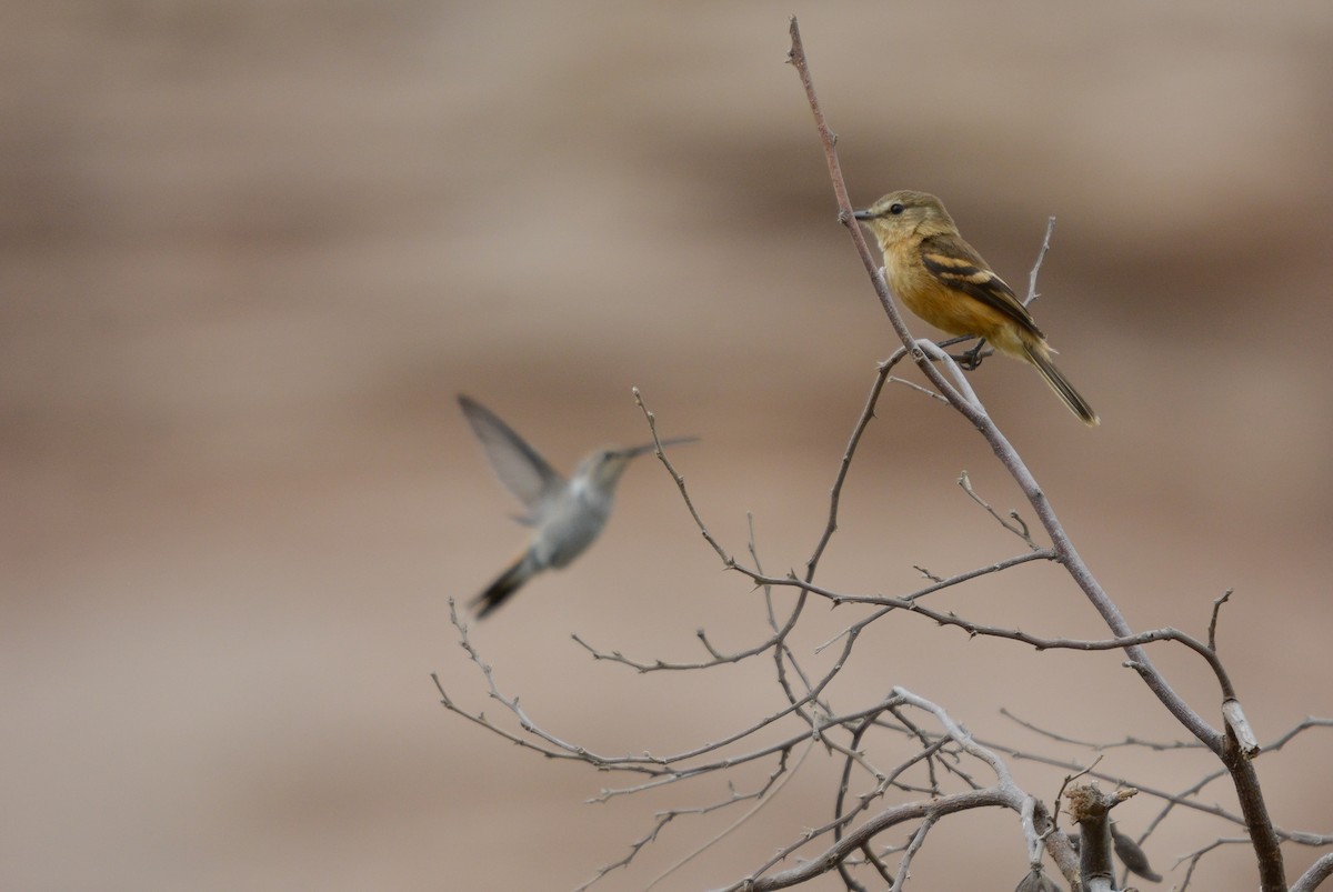 Rufescent Flycatcher - ML645853307
