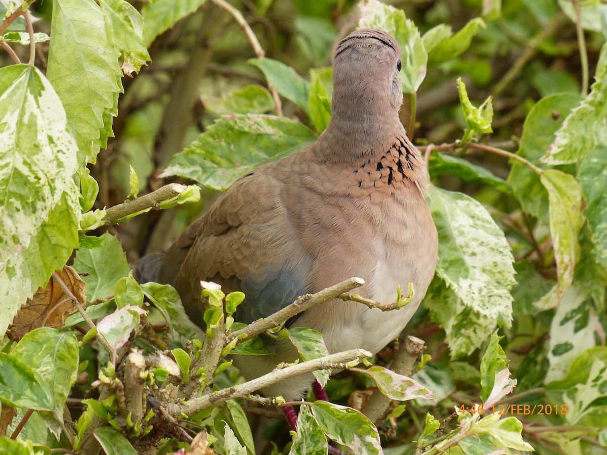 Laughing Dove - ML645853308