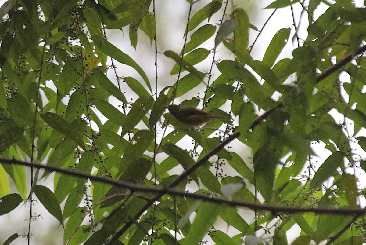 Pipromorphe roussâtre - ML645853311