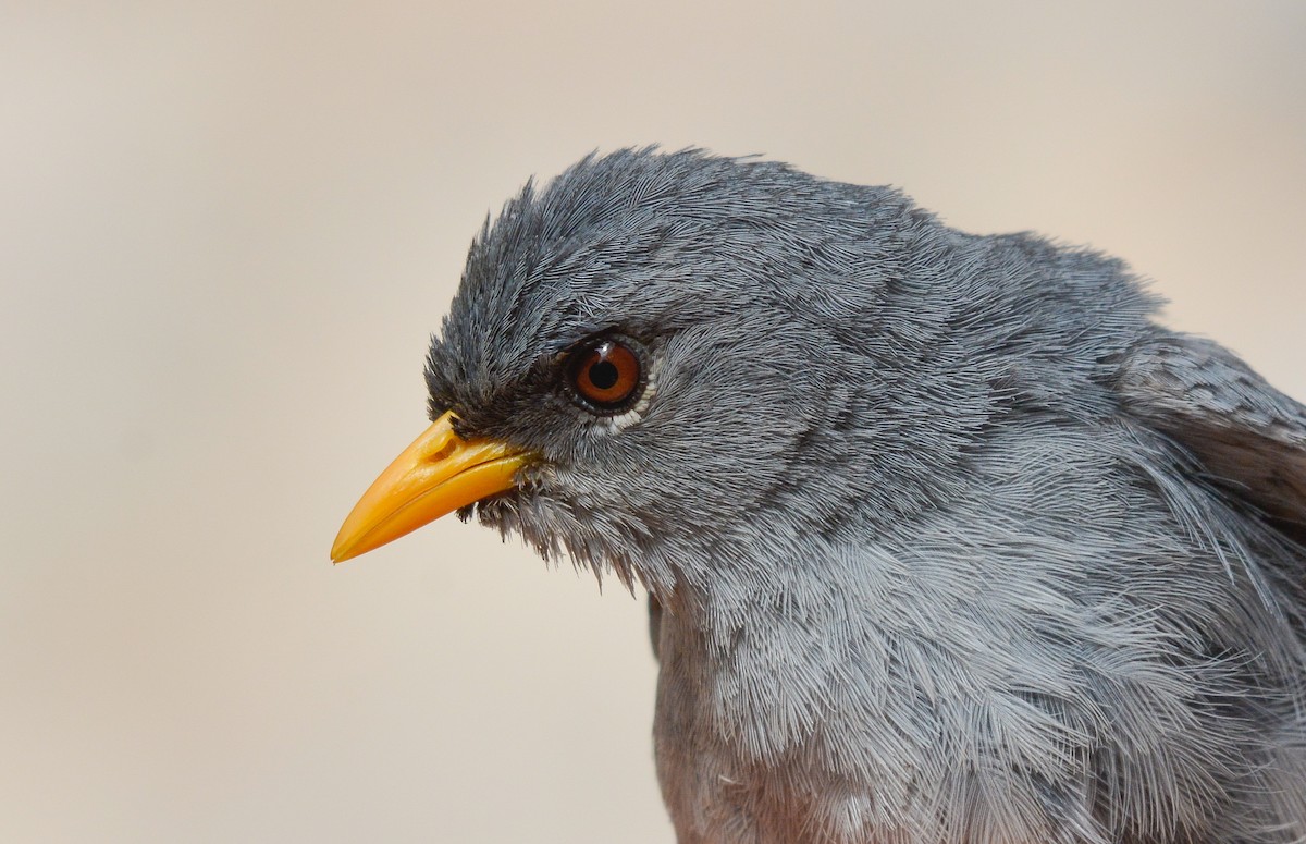 Slender-billed Finch - ML645853312