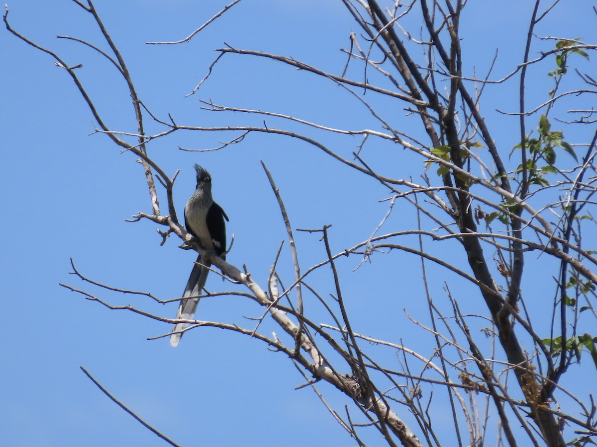 Levaillant's Cuckoo - ML645853319