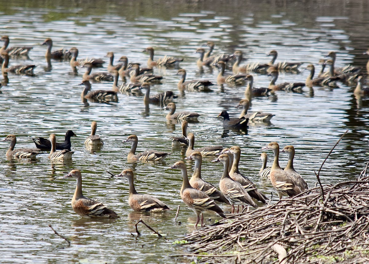 Plumed Whistling-Duck - ML645853320