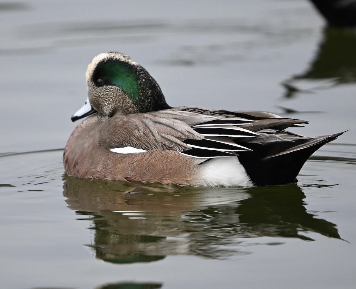American Wigeon - ML645853324