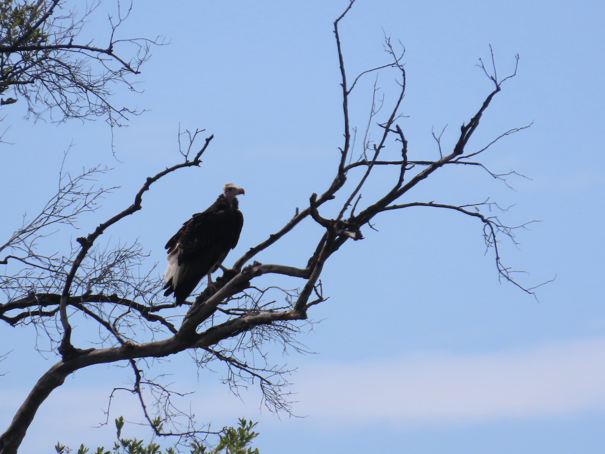 White-headed Vulture - ML645853346