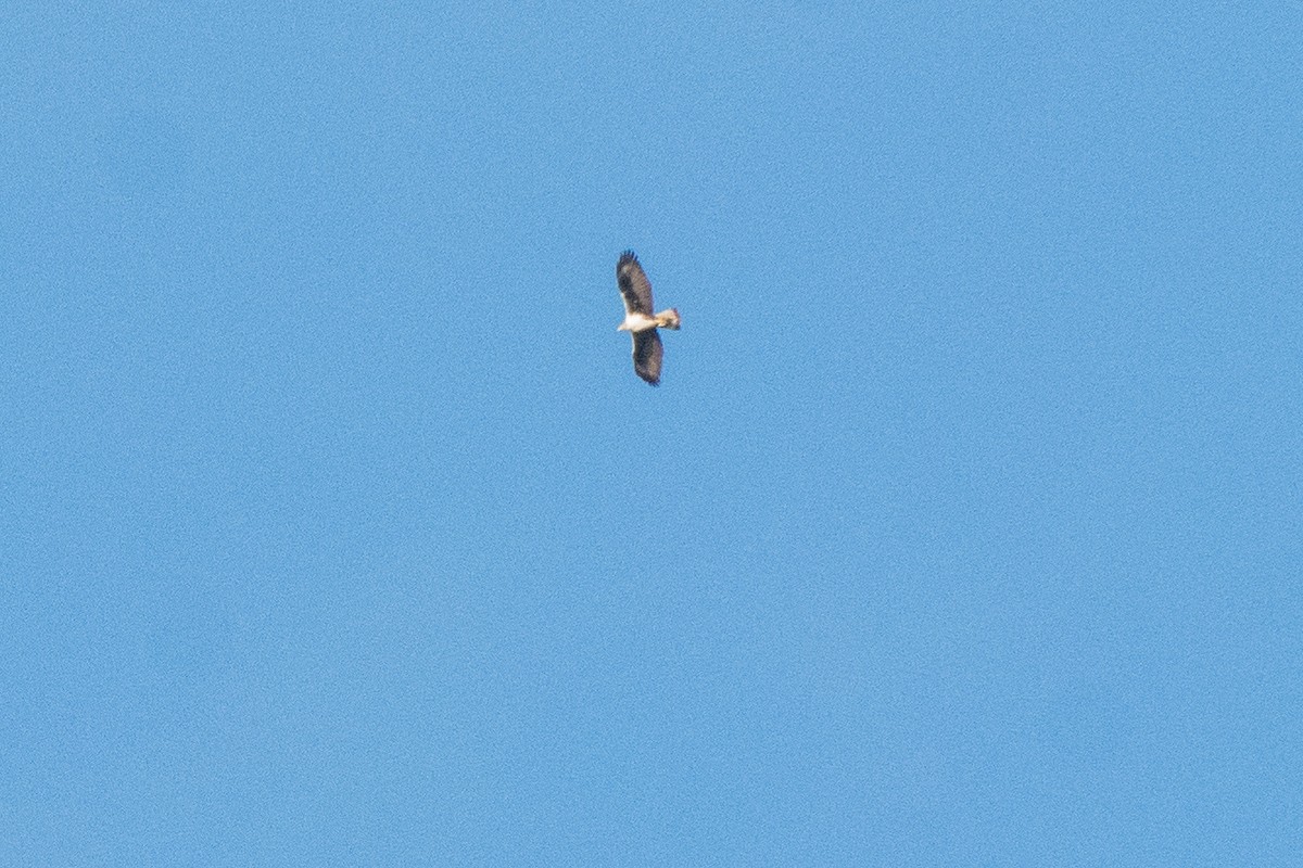 Bonelli's Eagle - ML645853362