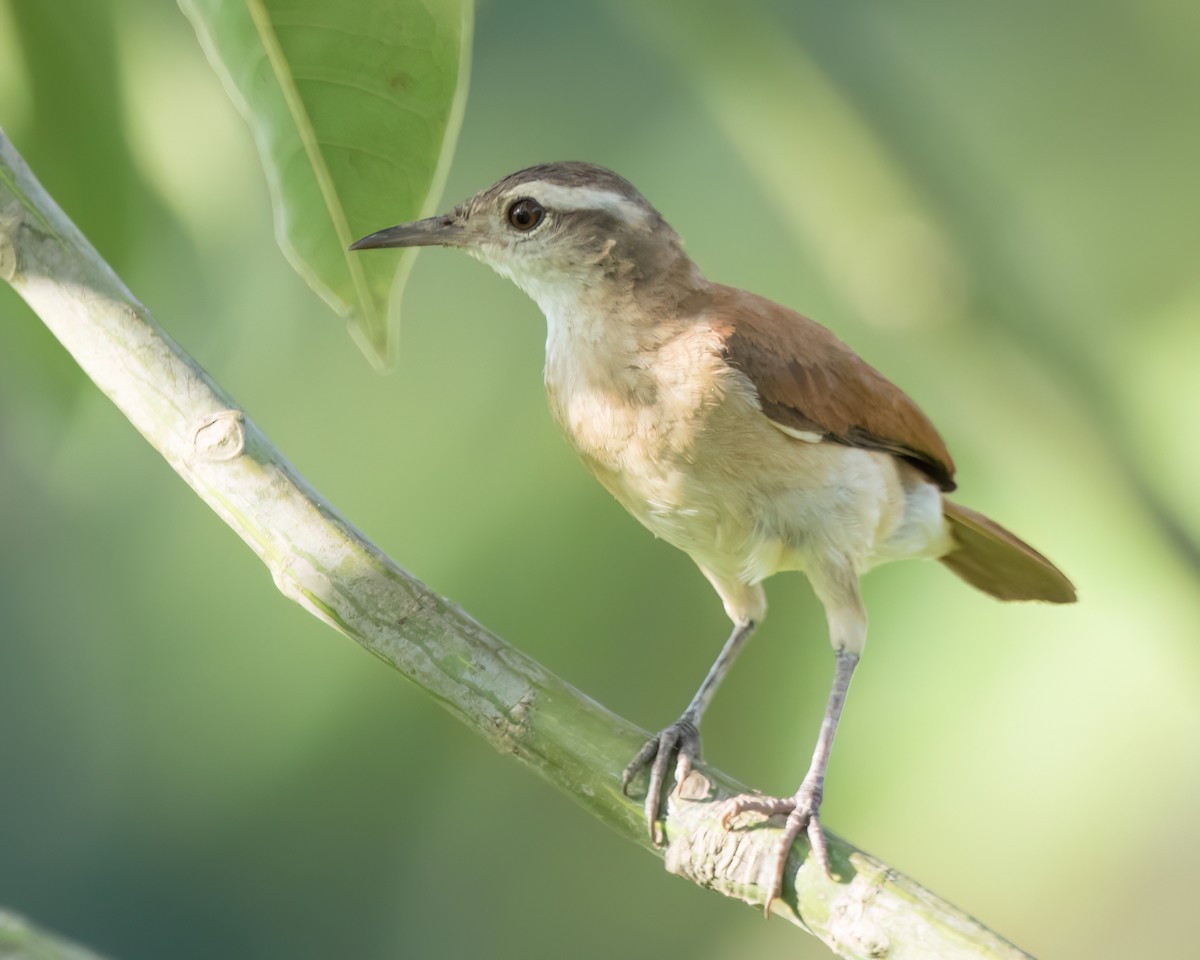 Lesser Hornero - ML645853373