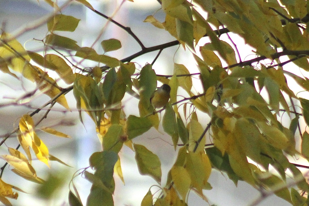 Nashville Warbler - ML645853374