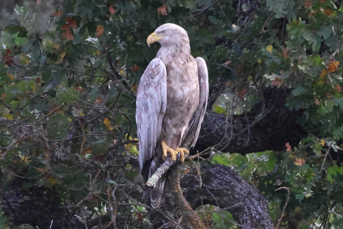 Bald Eagle - ML645853375
