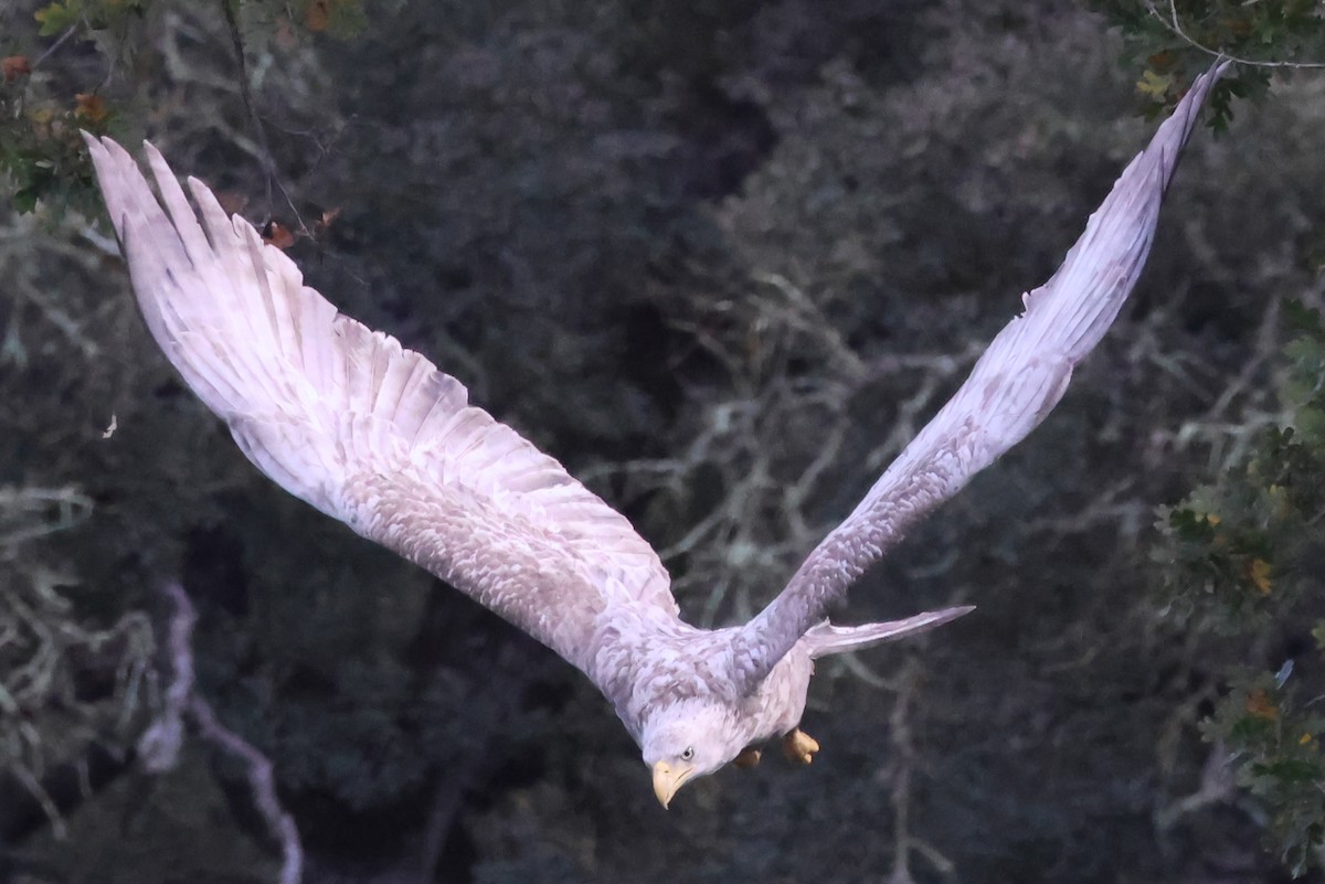 Bald Eagle - ML645853383