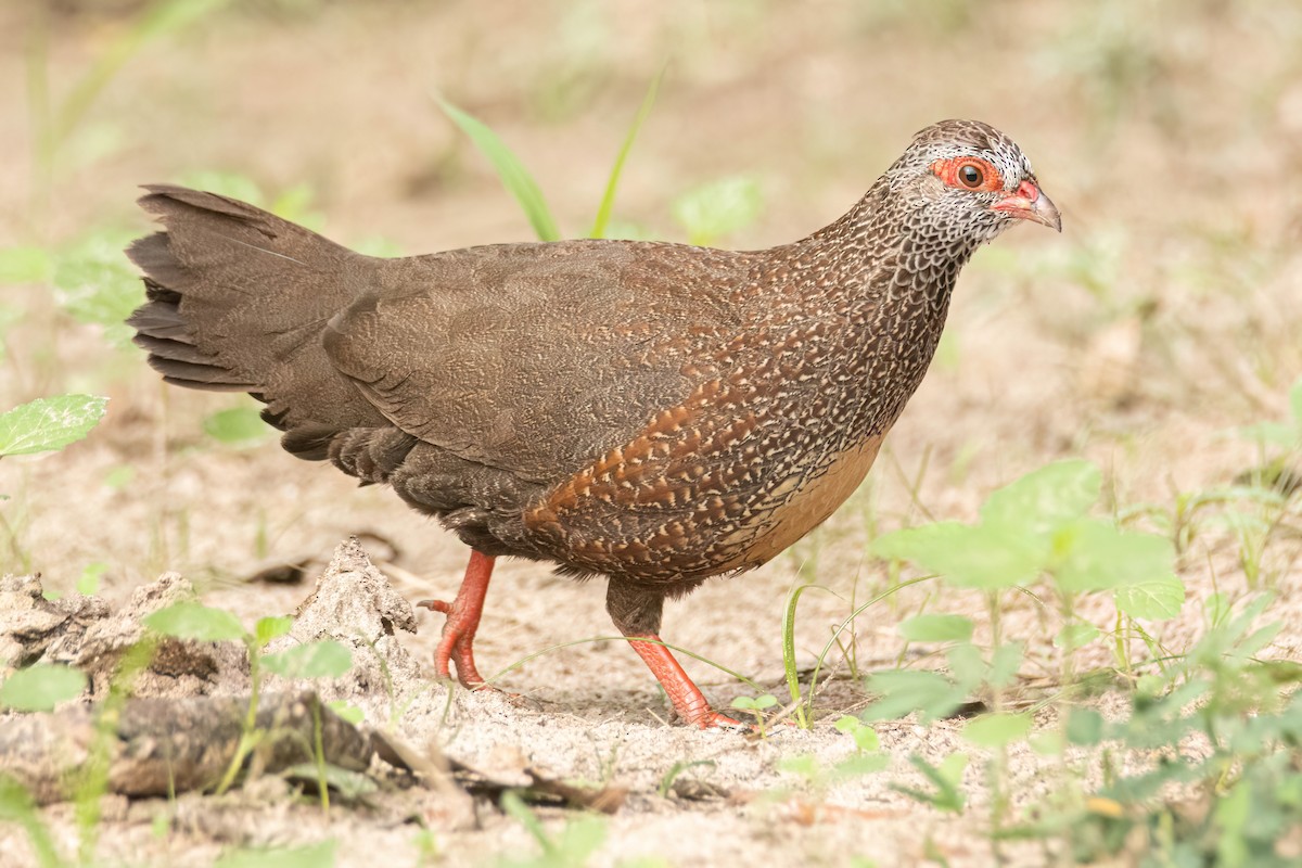 Stone Partridge - ML645853389