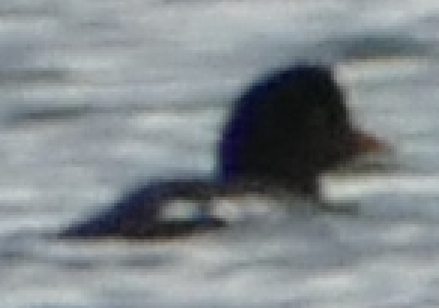Barrow's Goldeneye - ML645853392
