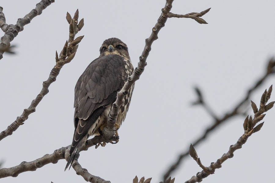 Belatz txikia - ML645853393