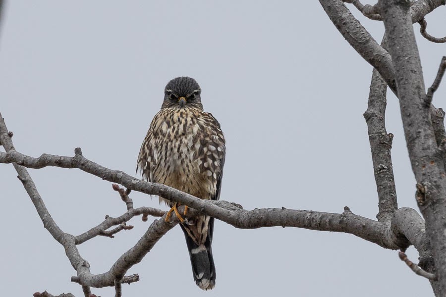 Belatz txikia - ML645853394