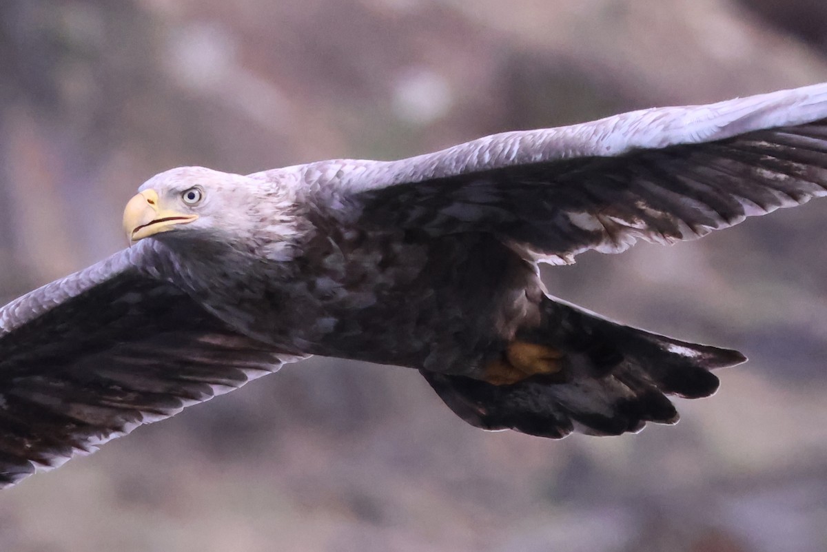 Bald Eagle - ML645853396