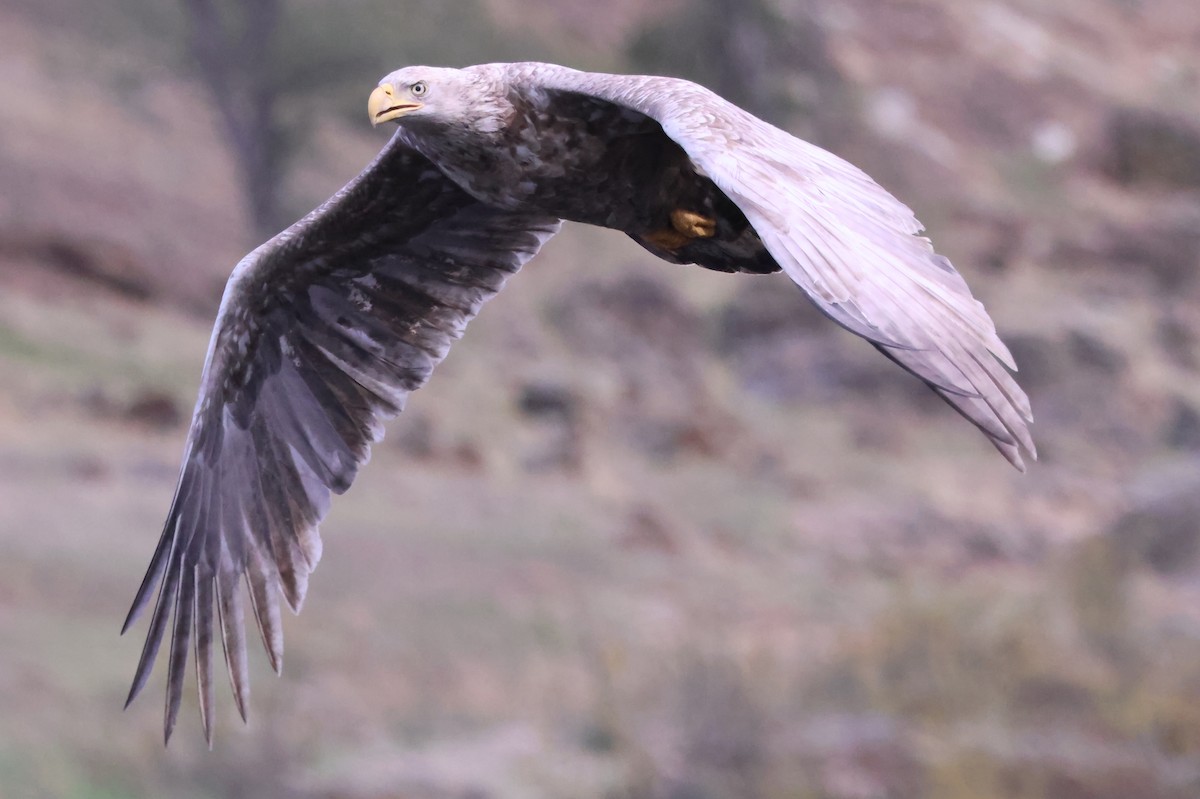 Bald Eagle - ML645853397