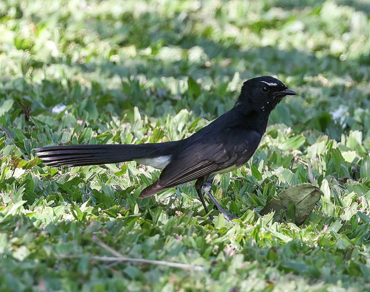 Willie-wagtail - ML645853398