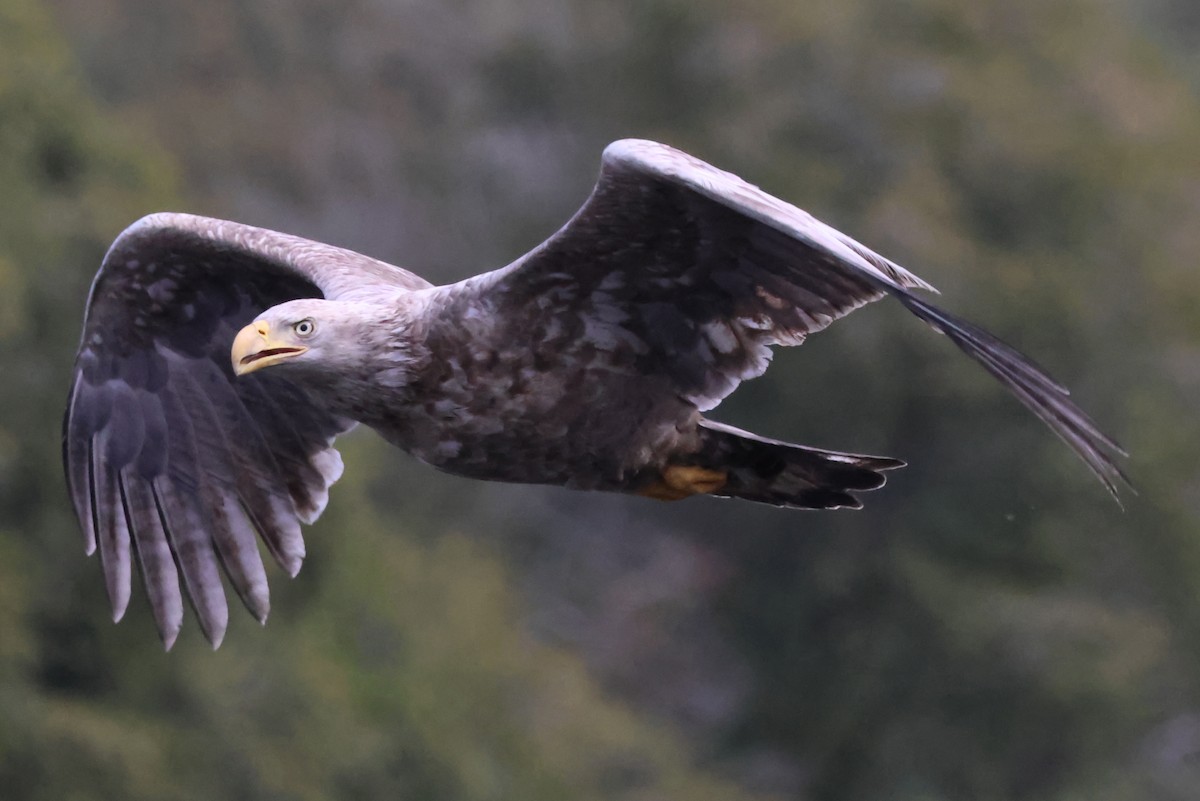 Bald Eagle - ML645853399