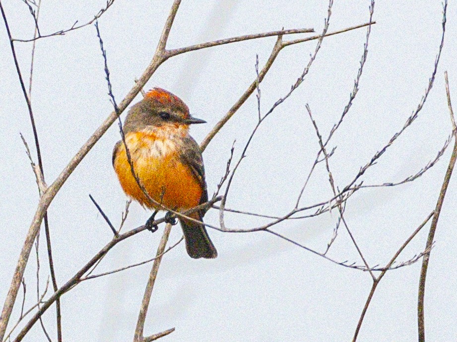 Vermilion Flycatcher - ML645853400