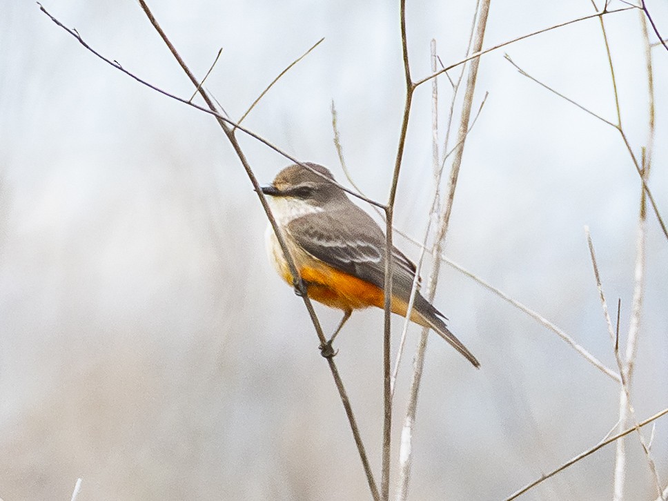 Vermilion Flycatcher - ML645853401