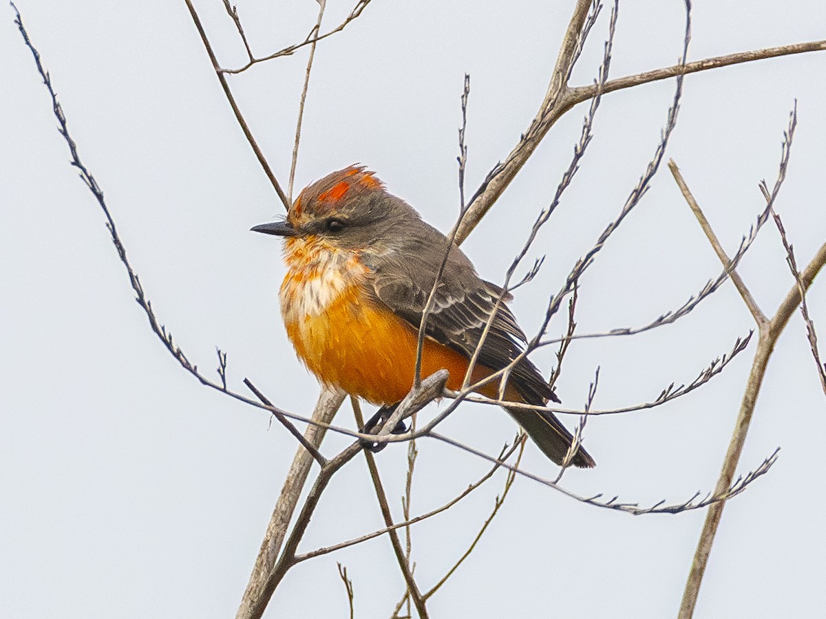 Vermilion Flycatcher - ML645853402