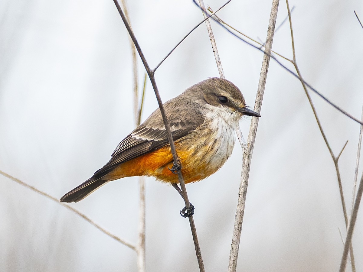 Vermilion Flycatcher - ML645853403