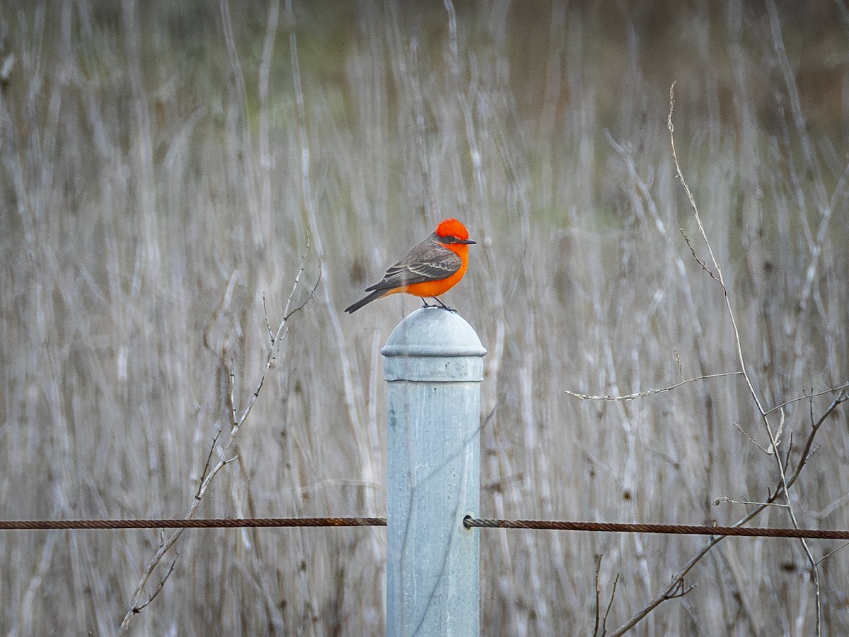 Vermilion Flycatcher - ML645853404