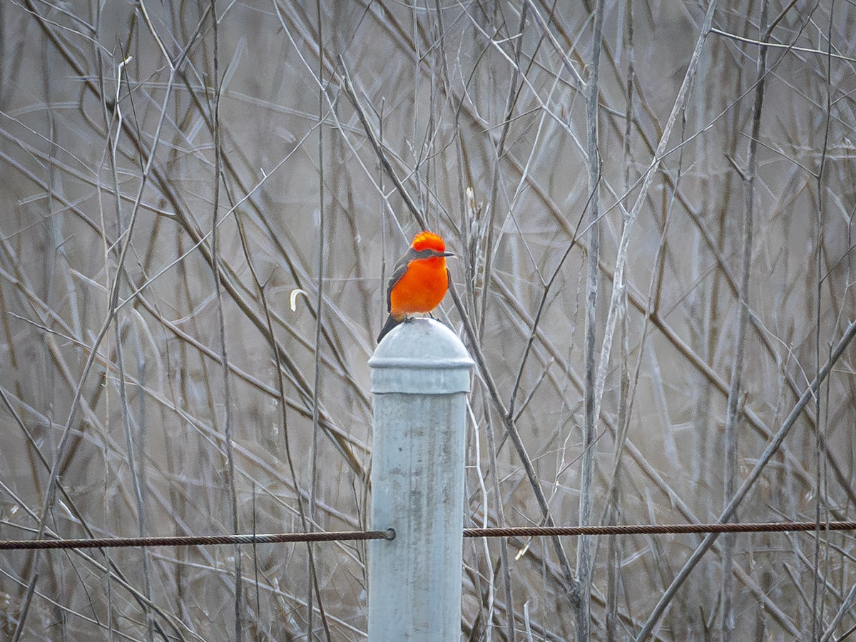 Vermilion Flycatcher - ML645853405