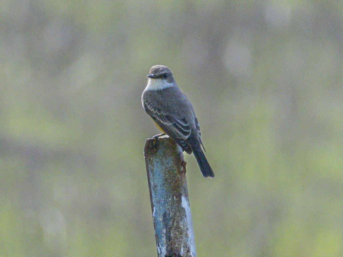 Vermilion Flycatcher - ML645853406