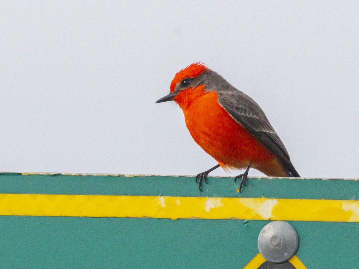 Vermilion Flycatcher - ML645853407