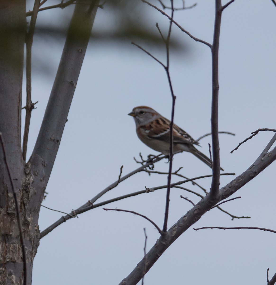 American Tree Sparrow - ML645853408