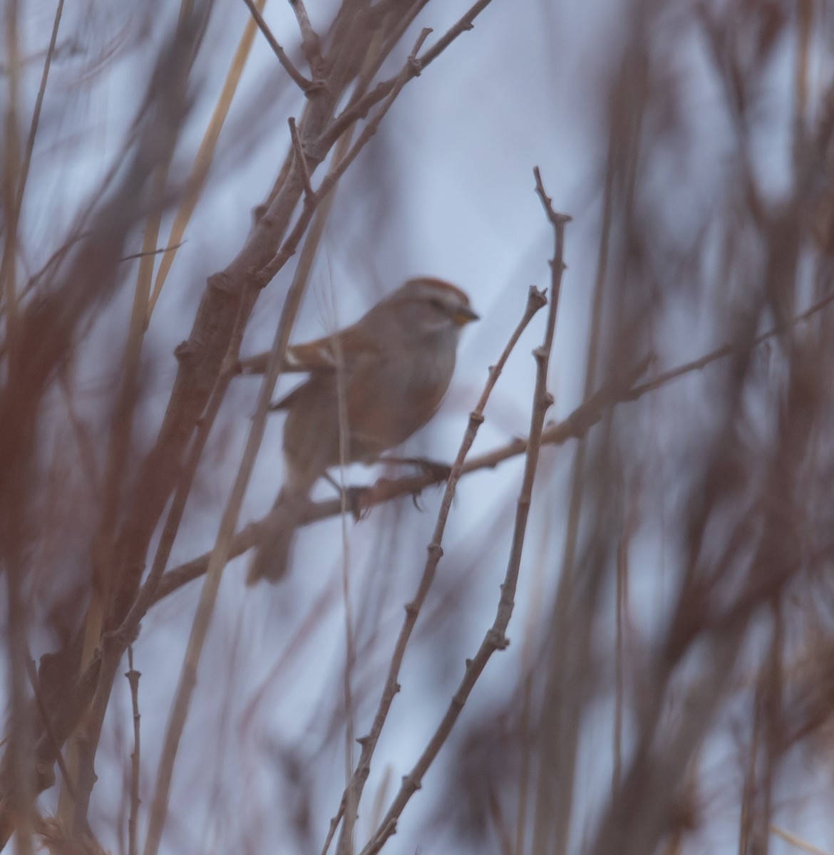 American Tree Sparrow - ML645853409
