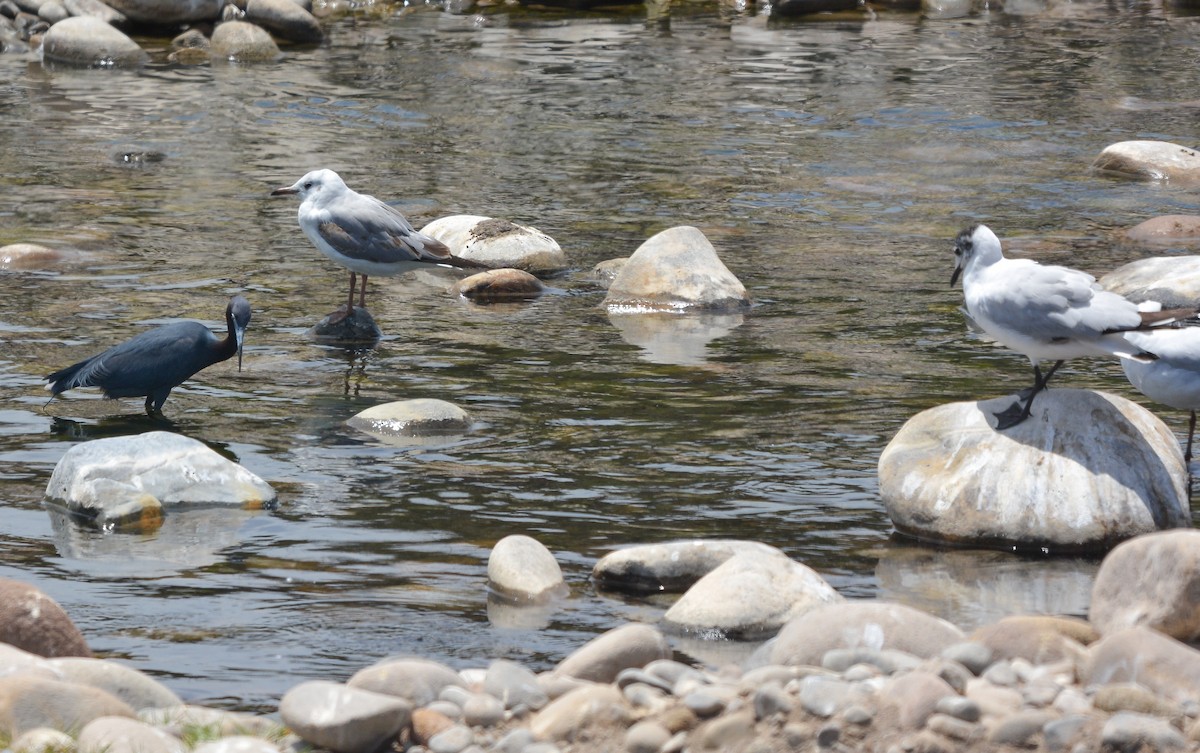 Gray-hooded Gull - ML645853411