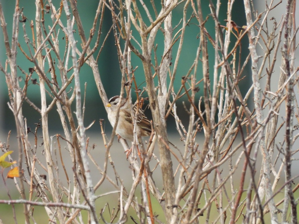 White-crowned Sparrow - ML645853412
