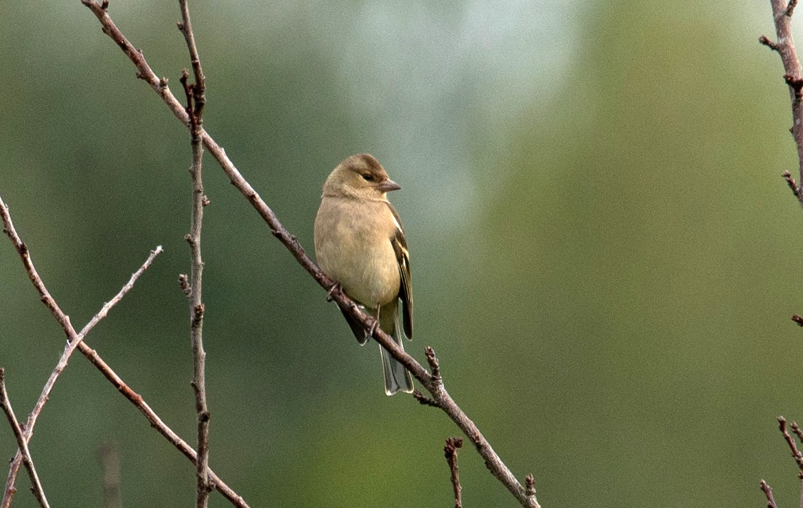 Common Chaffinch - ML645853413