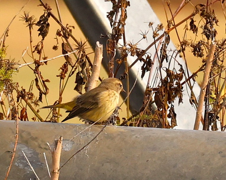 Palm Warbler - ML645853414