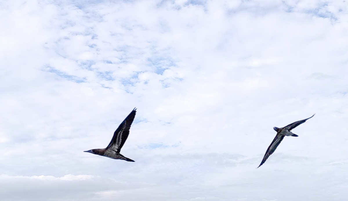 Cocos Booby - ML645853415