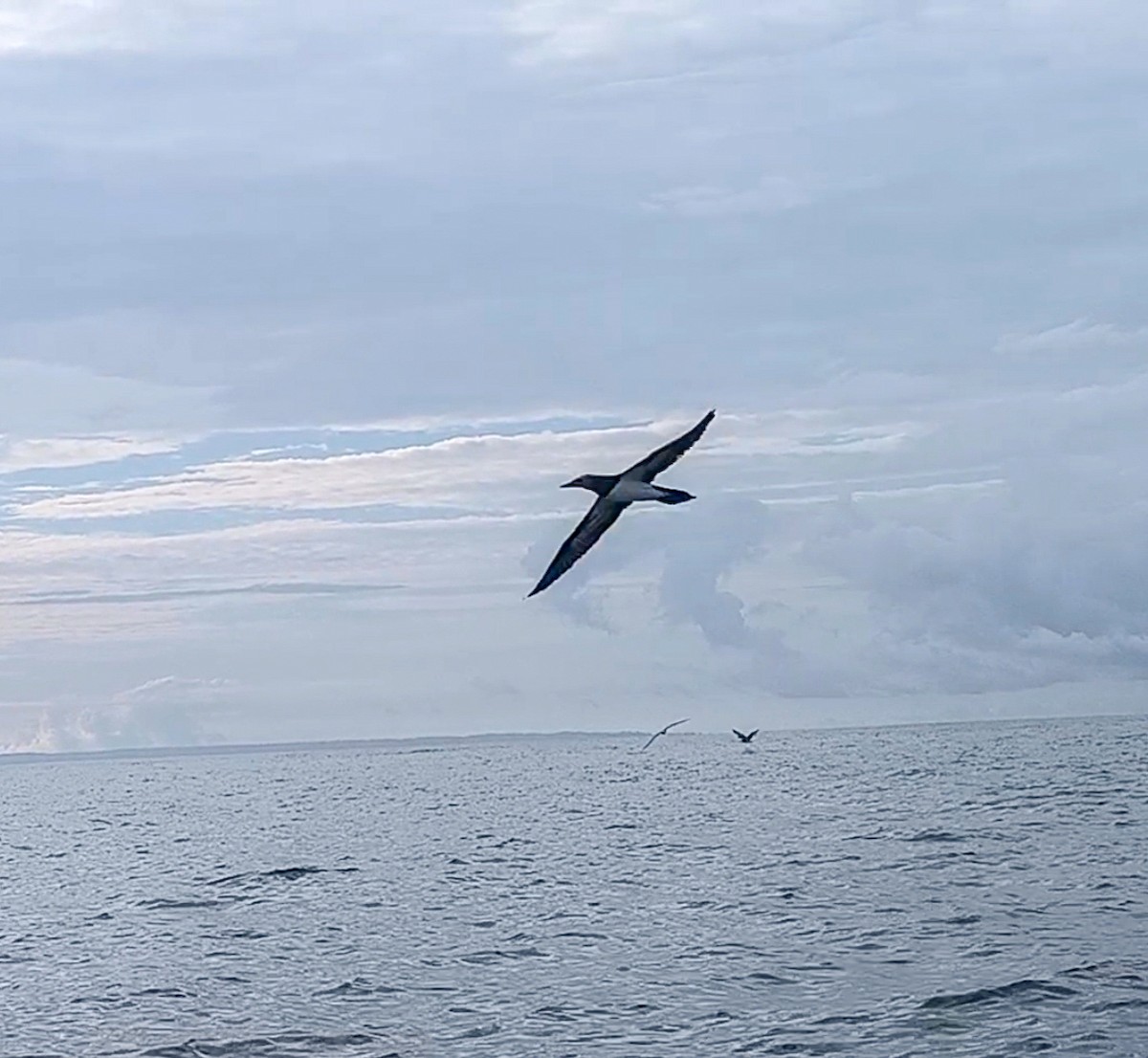 Cocos Booby - ML645853416