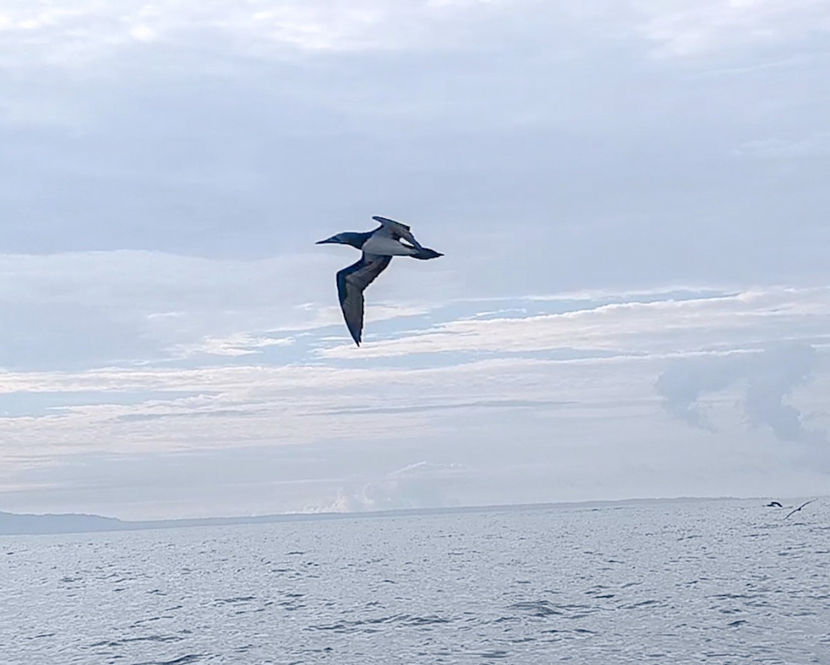 Cocos Booby - ML645853417