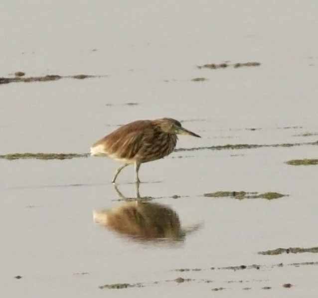 Indian Pond-Heron - ML645853418