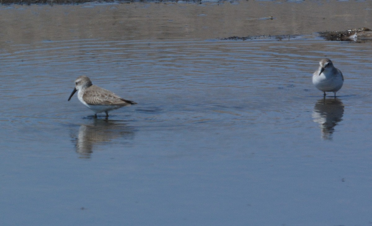 Western Sandpiper - ML645853419